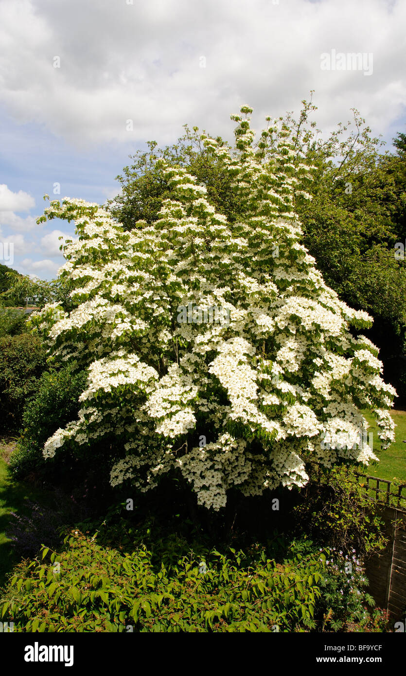 English Dogwood Plant