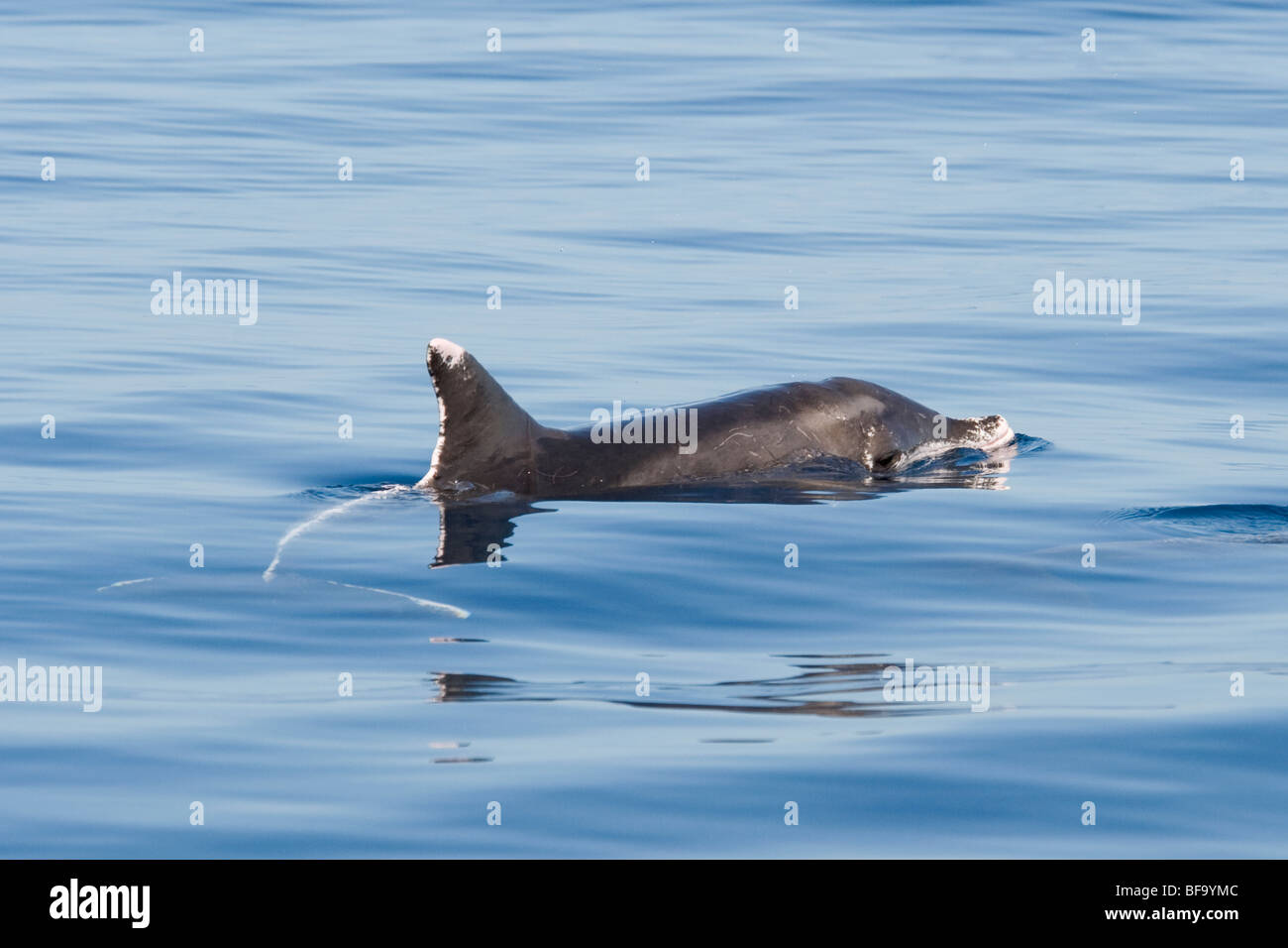 Rough toothed Dolphin, Steno bredanensis, surfacing, Costa Rica, Pacific Ocean. Stock Photo