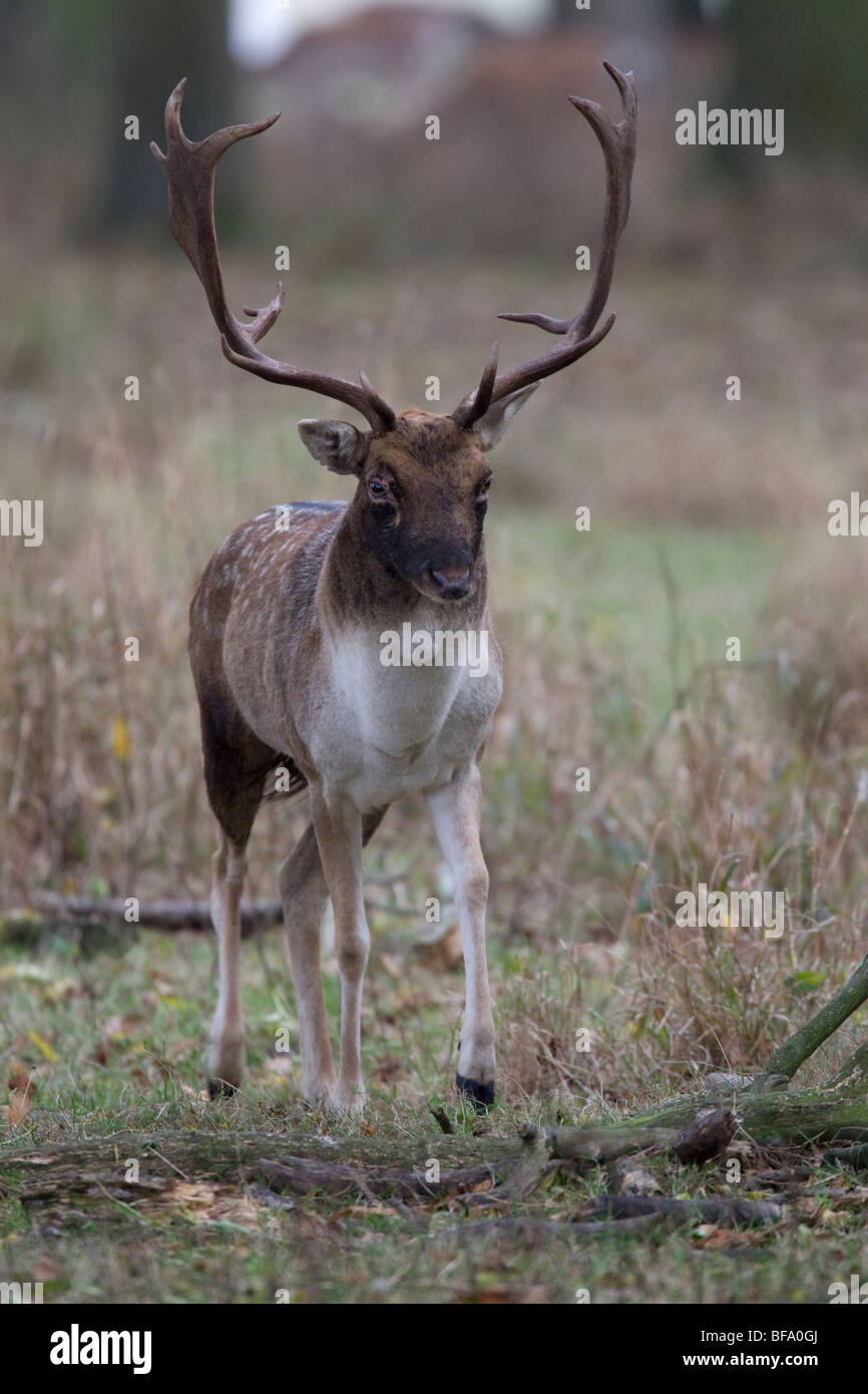 Fallow Deer aggressive stance Stock Photo