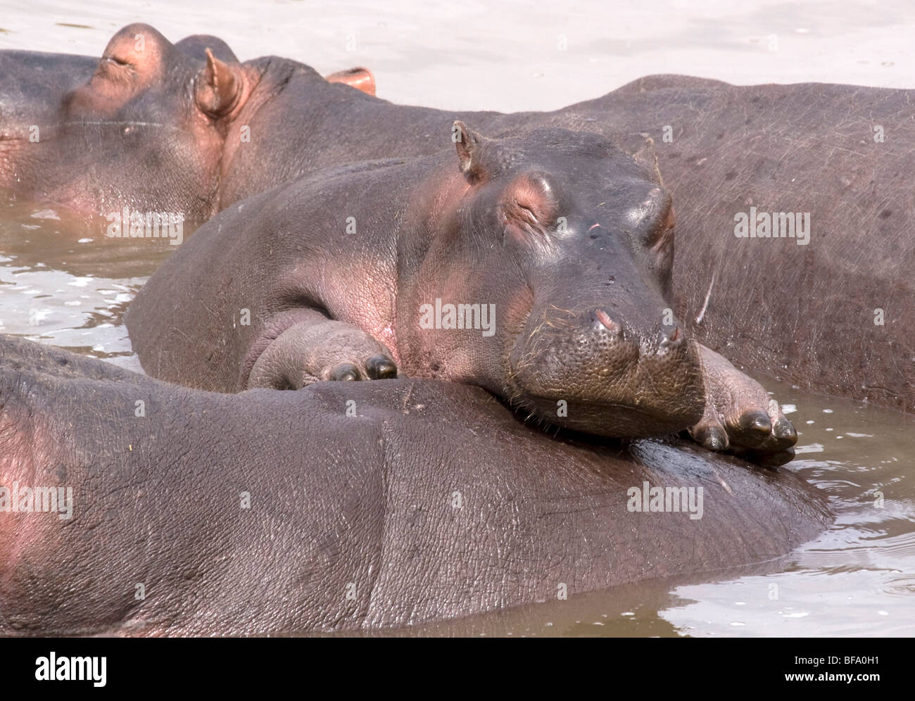 Young Hippo cooling off Stock Photo - Alamy
