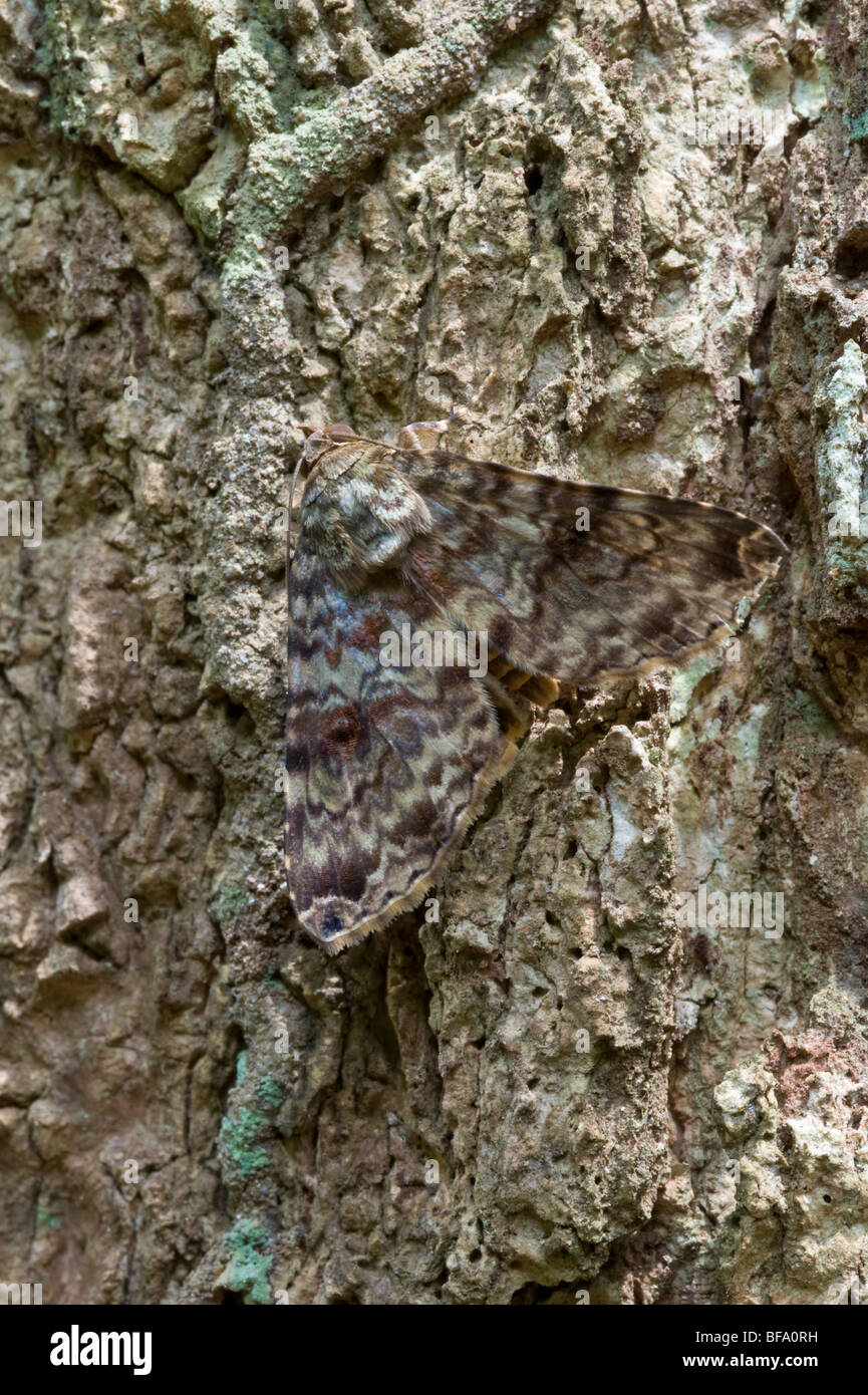 A moth of the family Noctuidae on the tree trunk lichen & fragments of termite channels Iwokrama Rainforest Guyana S. America Stock Photo