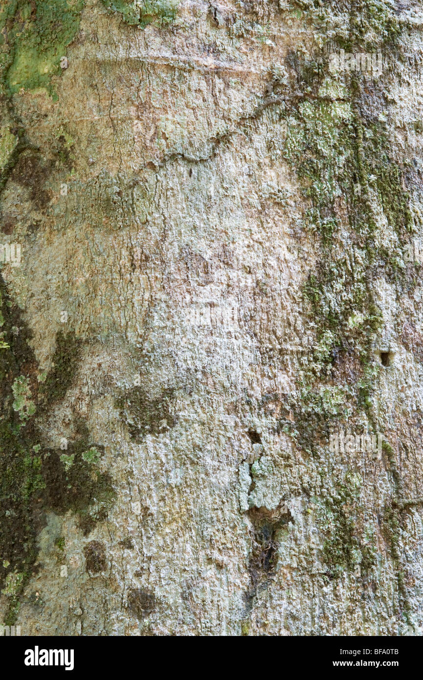 Rainforest Tree Bark High Resolution Stock Photography and Images Alamy