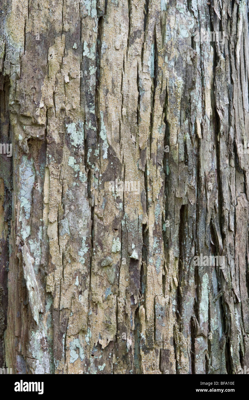Wadara (Couratari sp.) close-up bark Iwokrama Rainforest Guiana Shield Guyana South America October Stock Photo