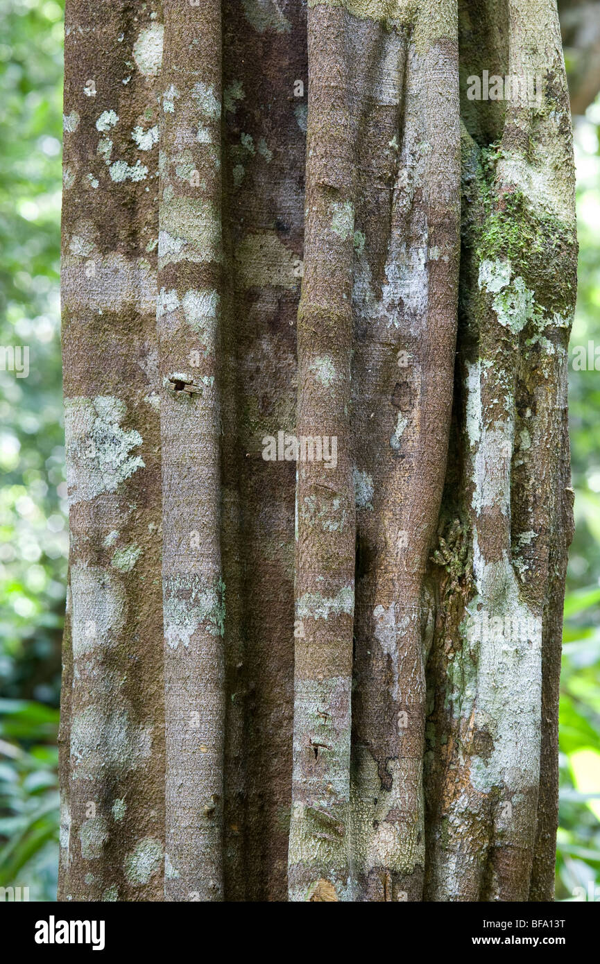 Yarula (Aspidosperma exselsum) close-up bark Iwokrama Rainforest Guiana Shield Guyana South America October Stock Photo