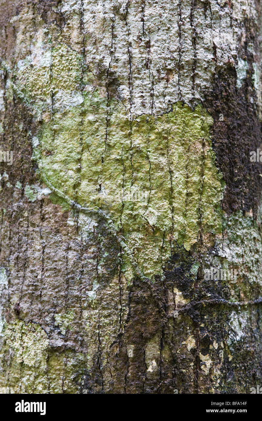Patterns in nature: tree trunk lichen & fragments of termite channels ...