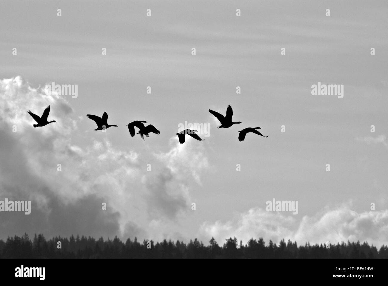 High contrast monochrome Canada goose flock in flight silhouette against light sky Stock Photo