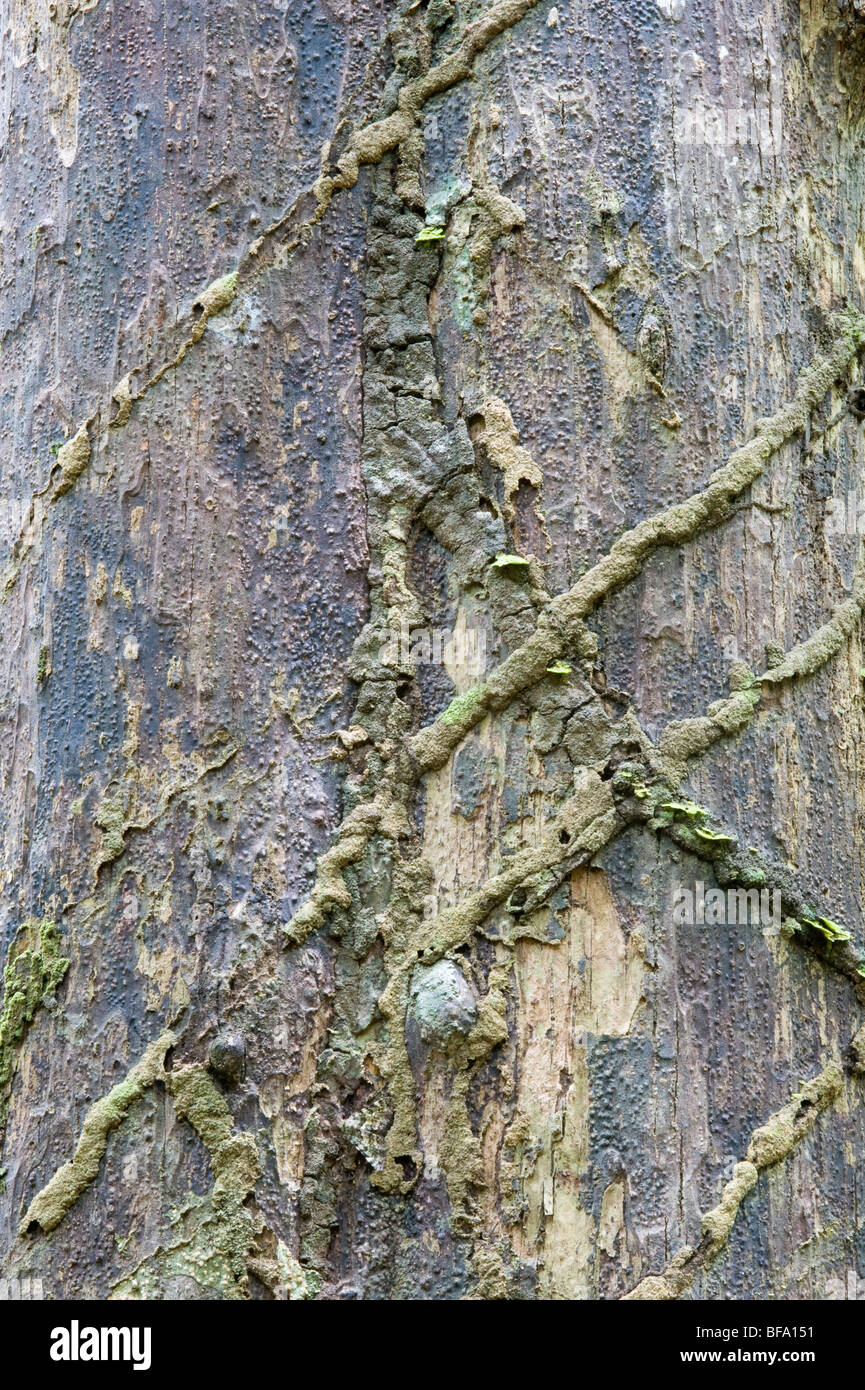 Tree Fragment Pattern Patterns in nature: tree trunk lichen & fragments of termite channels ...