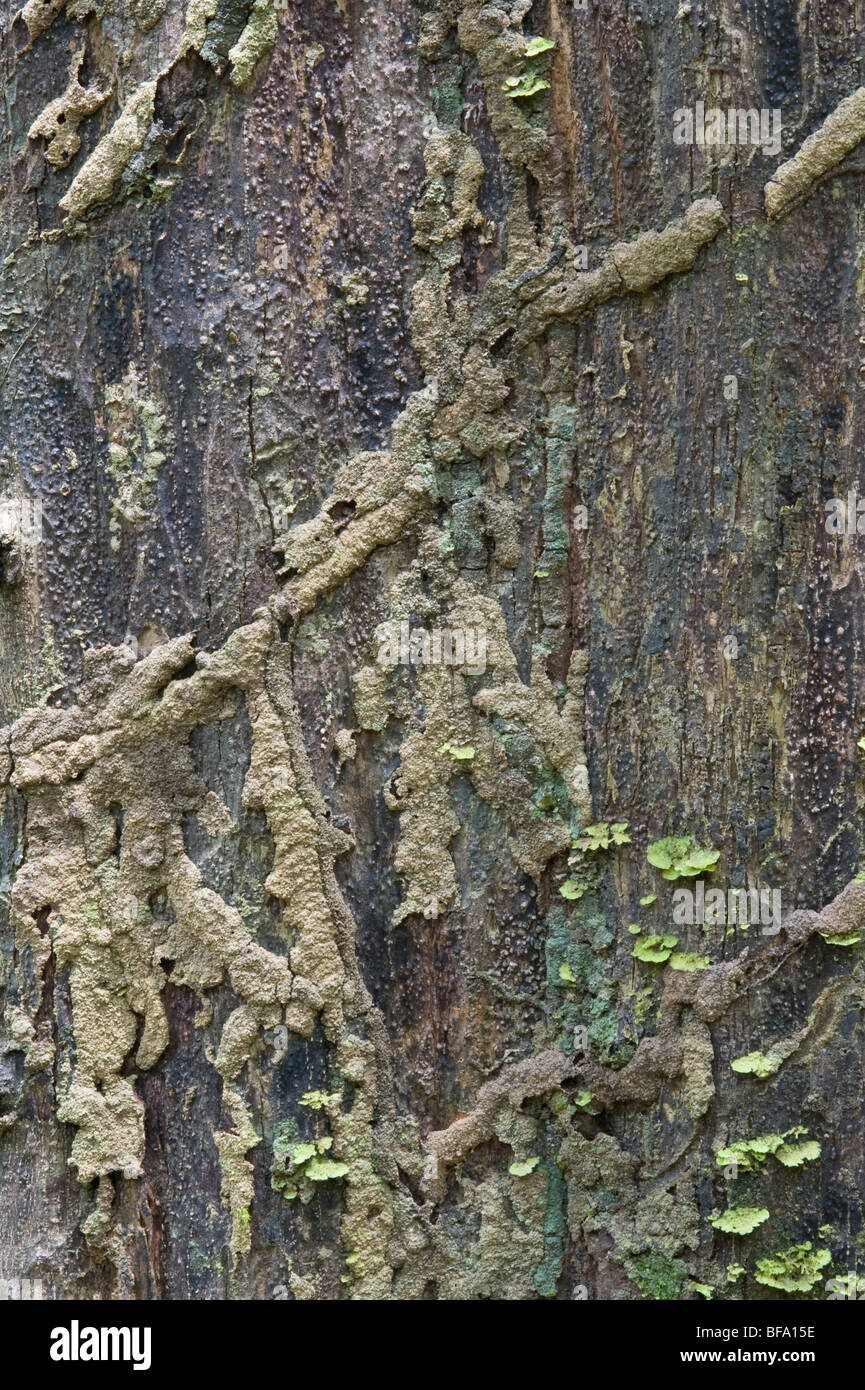Patterns in nature: tree trunk lichen & fragments of termite channels ...