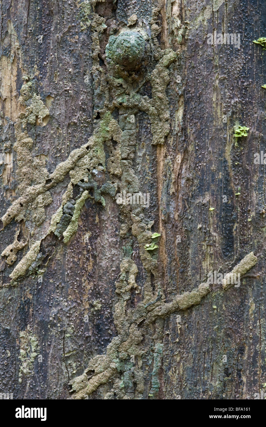 Patterns in nature: tree trunk lichen & fragments of termite channels ...