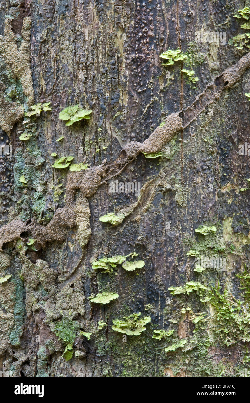 Termite (Isoptera sp.) channels, on tree trunk in rainforest, Iwokrama ...