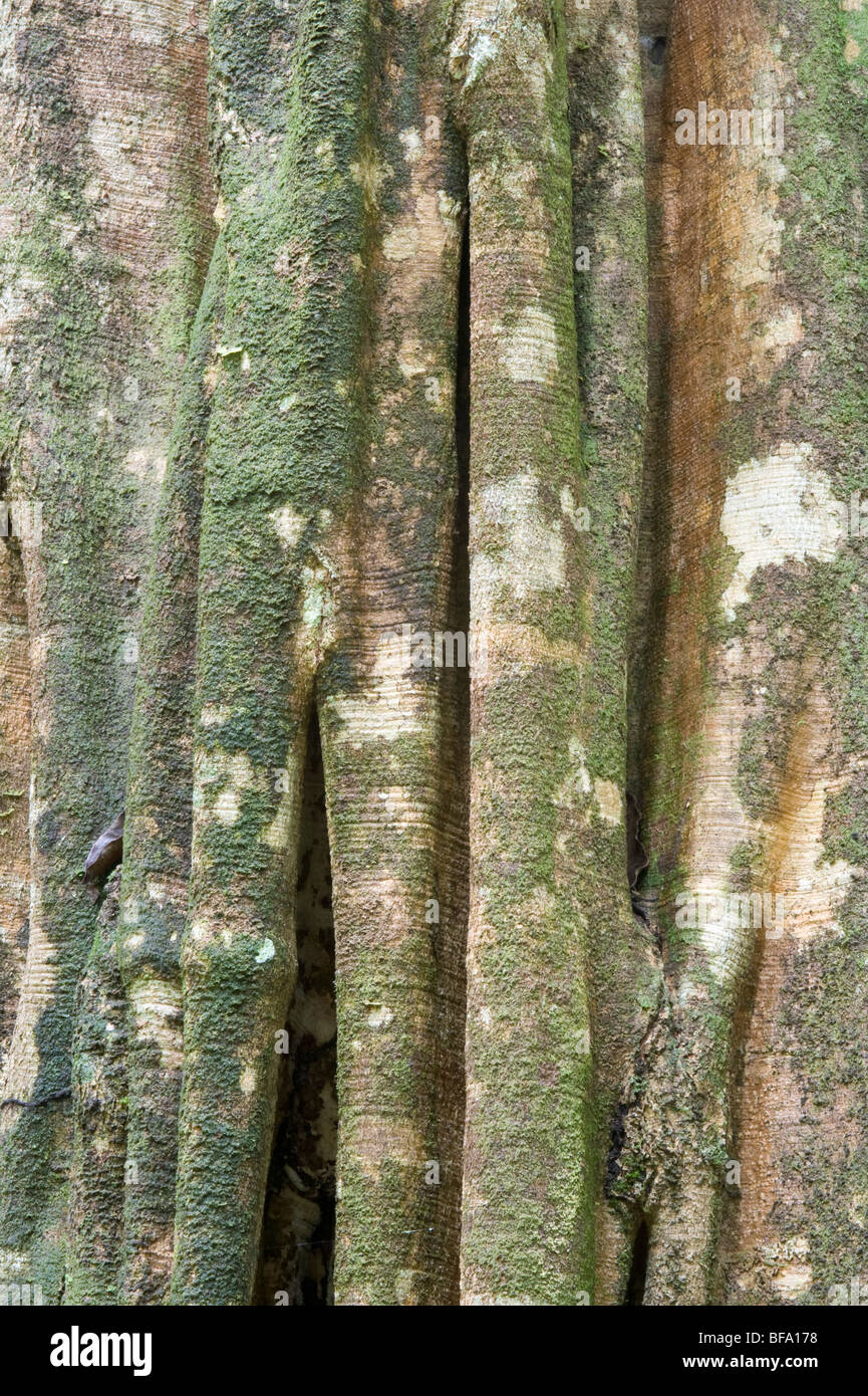 Yarula (Aspidosperma exselsum) close-up bark Iwokrama Rainforest Guiana Shield Guyana South America October Stock Photo