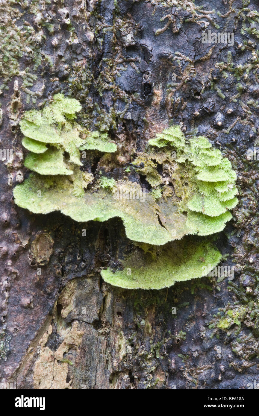 Rainforest tree bark hires stock photography and images Alamy