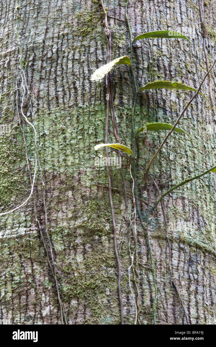 Rainforest tree bark hires stock photography and images Alamy