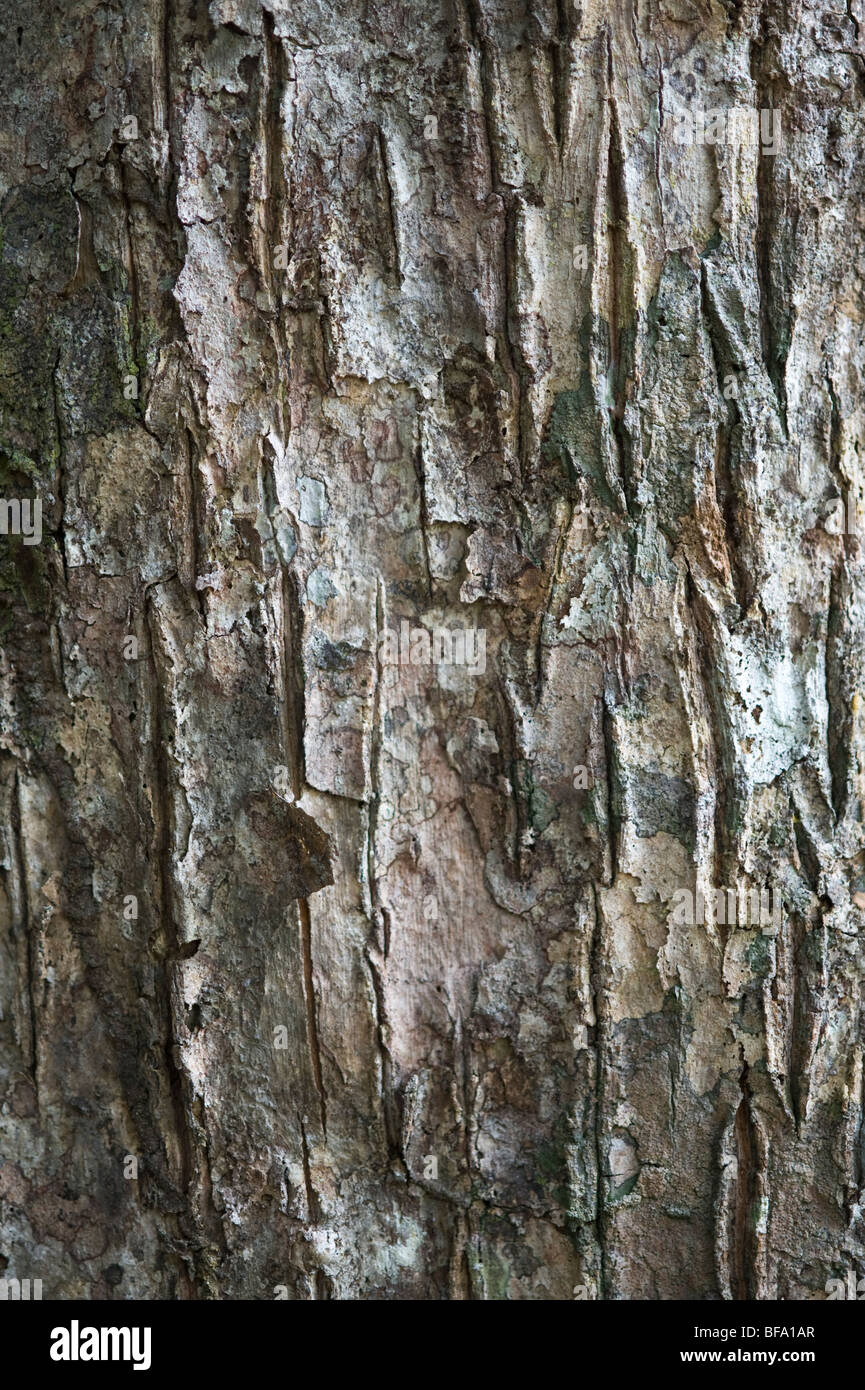 Tree bark trunk bulletwood hi-res stock photography and images - Alamy
