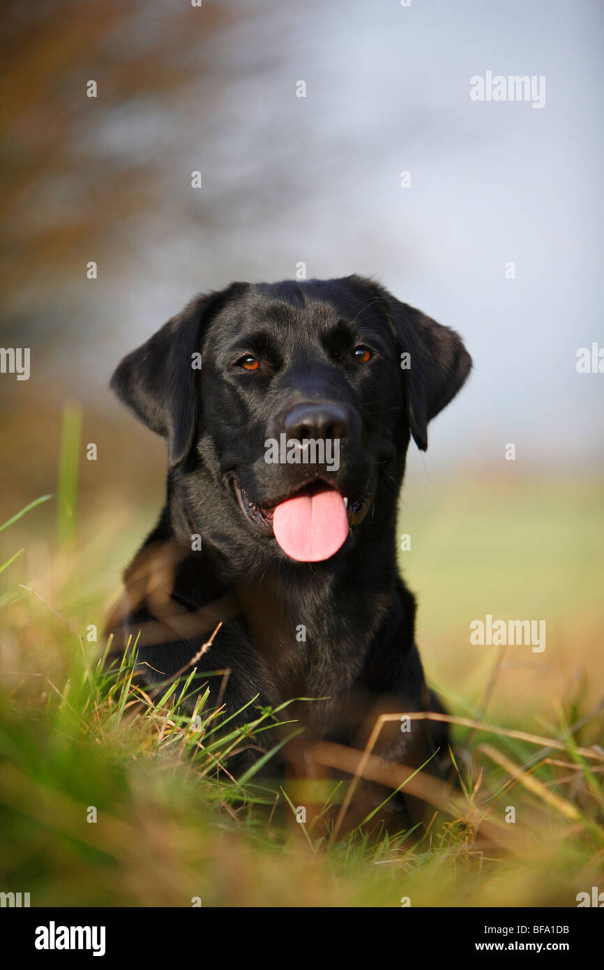 A one year old black labrador hi res stock photography and images Alamy