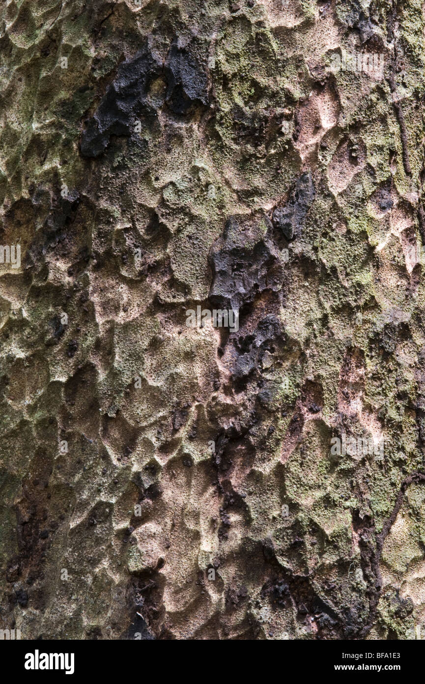 Sawari (Caryocar nuciferum) close-up bark Iwokrama Rainforest Guiana Shield Guyana South America October Stock Photo
