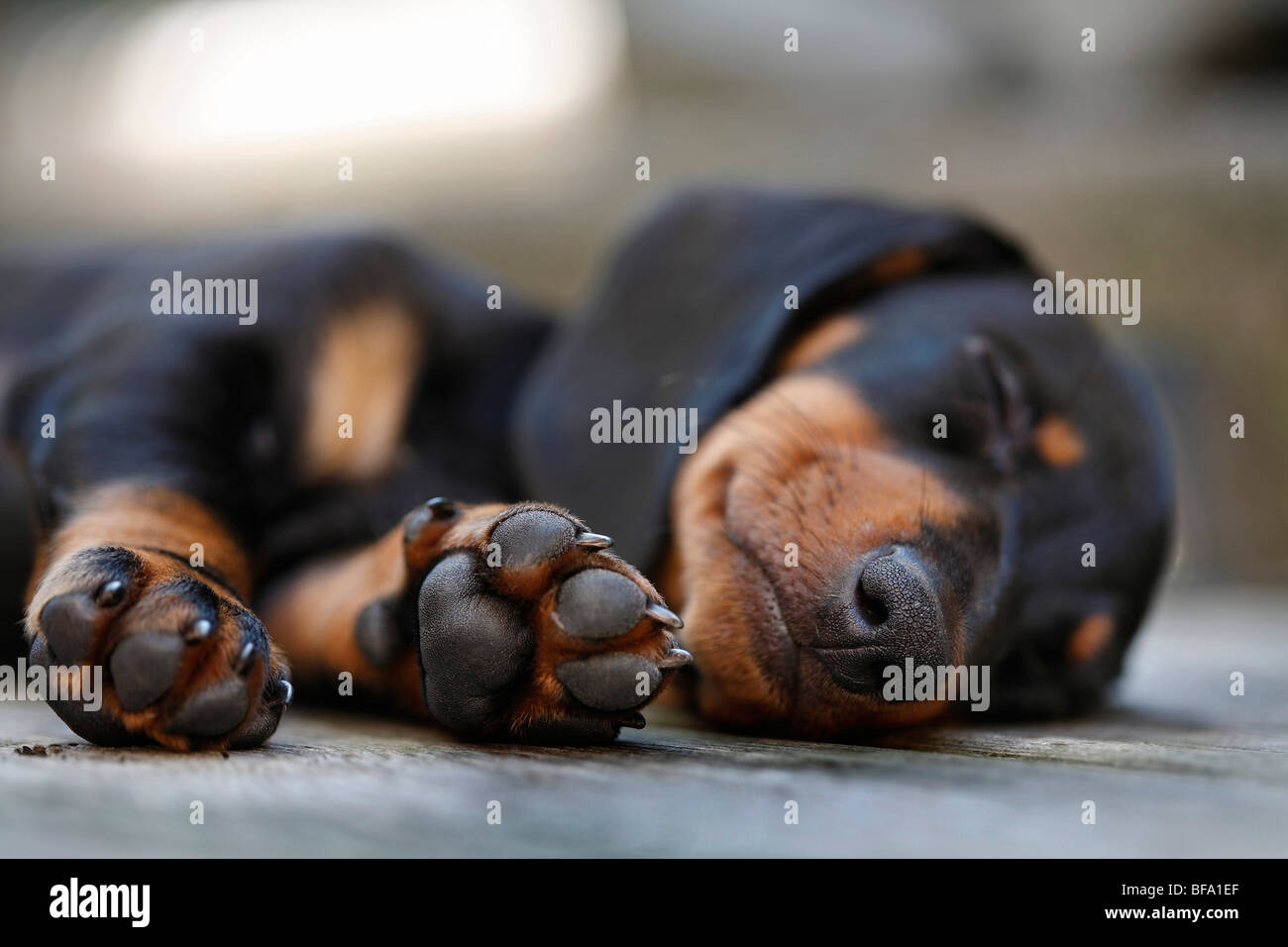 Shorthaired Dachshund, Shorthaired sausage dog, domestic dog (Canis