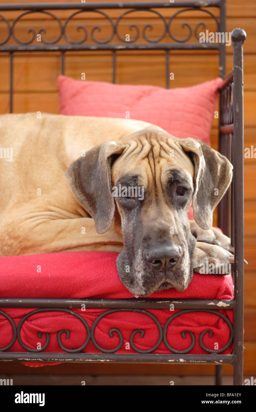 Great Dane (Canis lupus f. familiaris), lying in a bed, looking into the camera Stock Photo