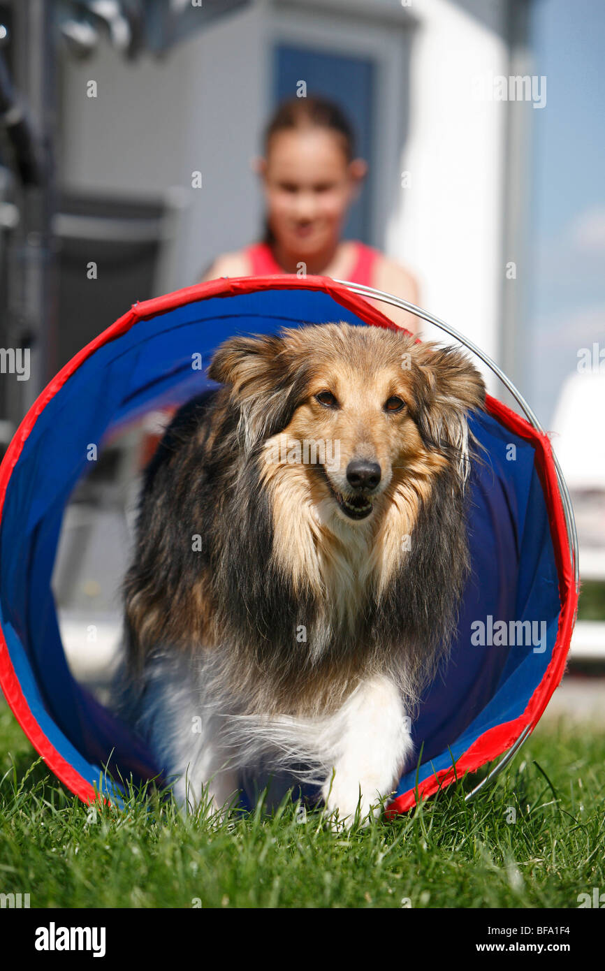 Shetland Sheepdog (Canis lupus f. familiaris), walking through a tunnel, Germany Stock Photo