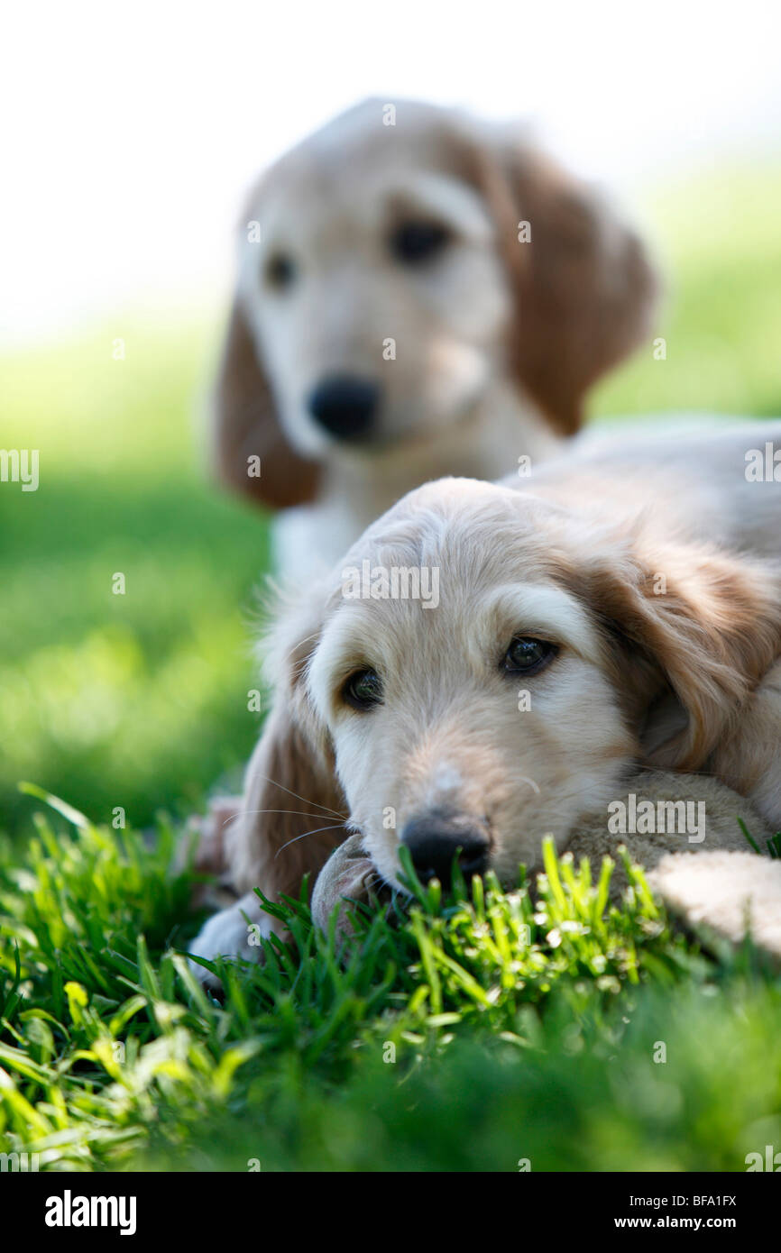 Afghanistan Hound, Afghan Hound (Canis lupus f. familiaris), two puppies lying in the shadow in the grass Stock Photo