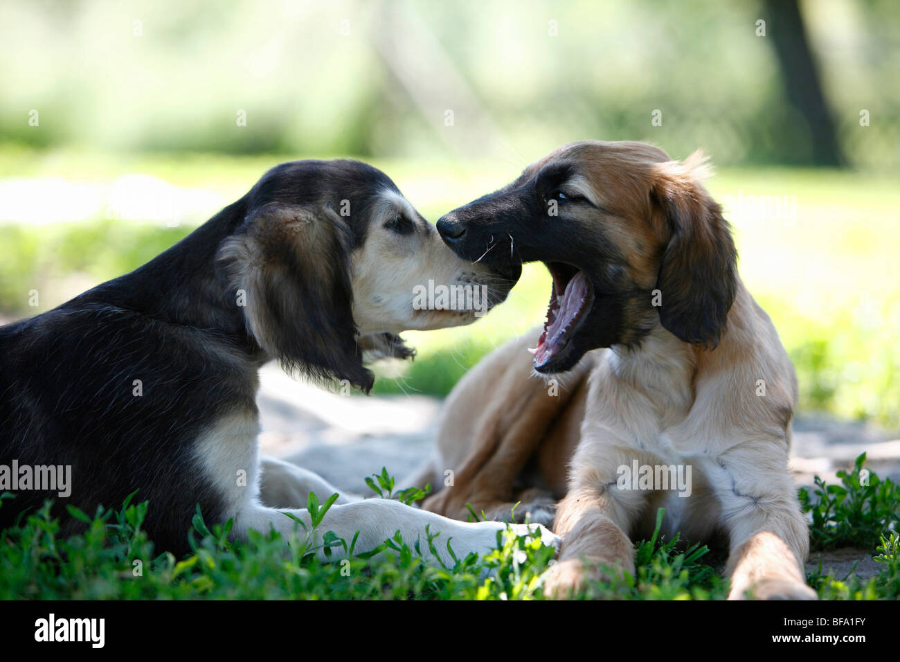 Saluki (Canis lupus f. familiaris), Saluki puppy watching a Afghanistan Hound puppy yawning Stock Photo
