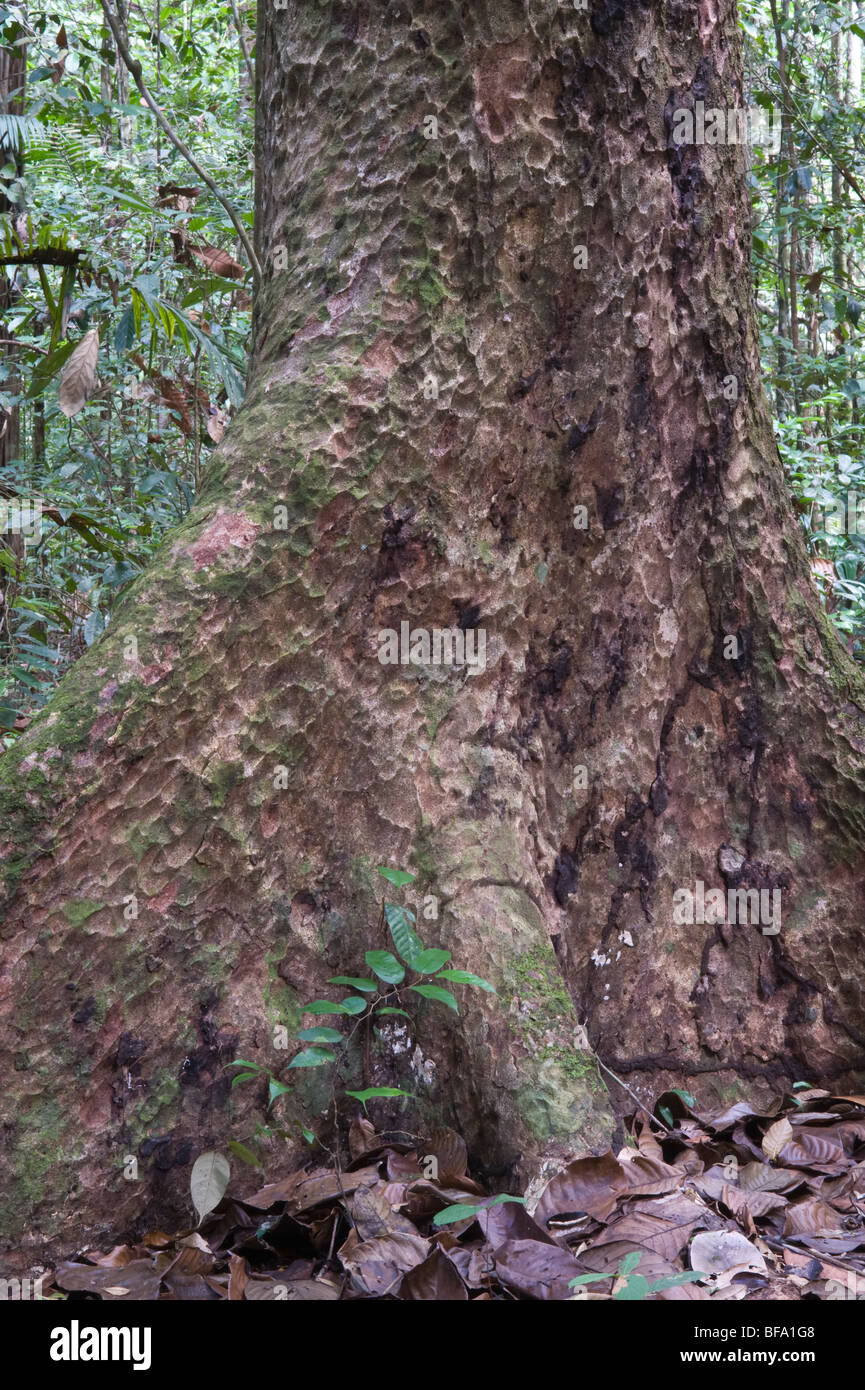 Sawari (Caryocar nuciferum) close-up bark Iwokrama Rainforest Guiana Shield Guyana South America October Stock Photo