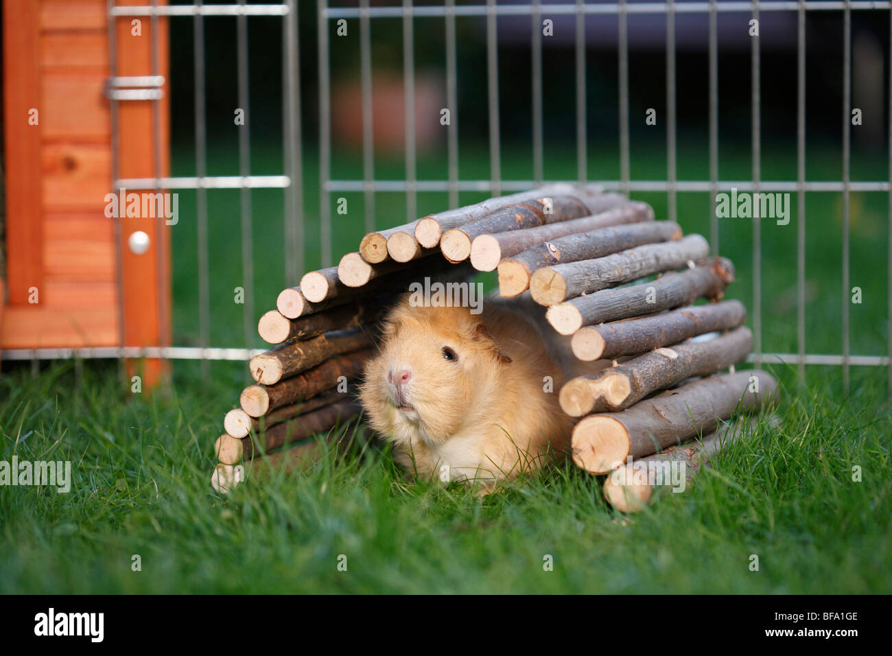 cavy, guinea pig (Cavia spec.), sitting in an outdoor enclosure on a lawn  under a hide-out made of round timber Stock Photo - Alamy