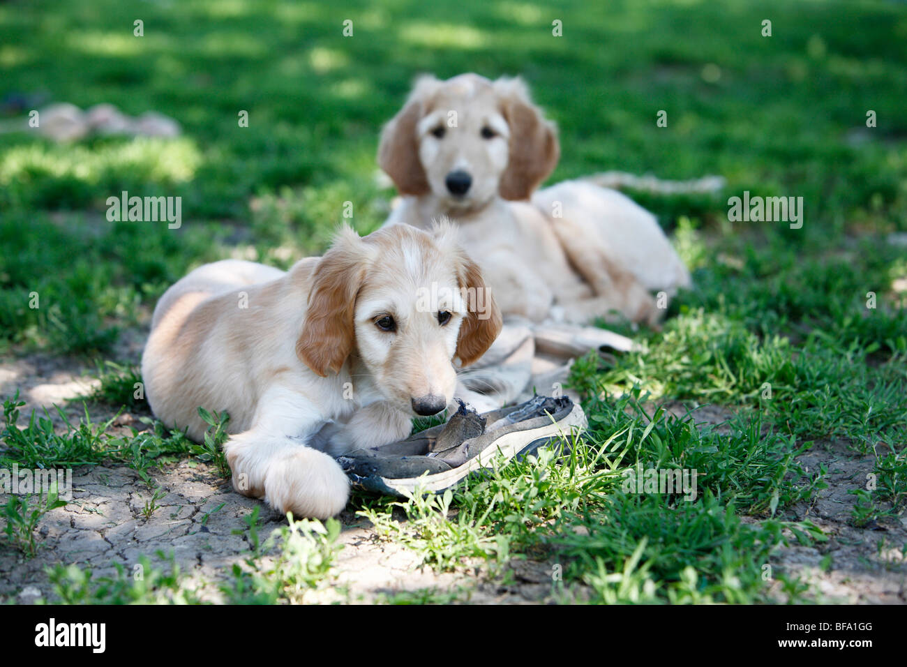 Afghanistan Hound, Afghan Hound (Canis lupus f. familiaris), puppy chewing a shoe, another one lying beside Stock Photo