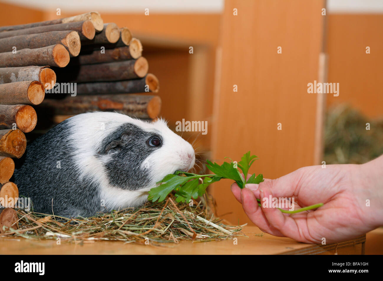 Cavia cage store