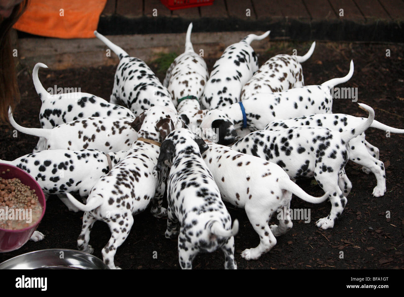 Dalmatian (Canis lupus f. familiaris), 13 puppies around a feeding dish, Germany Stock Photo