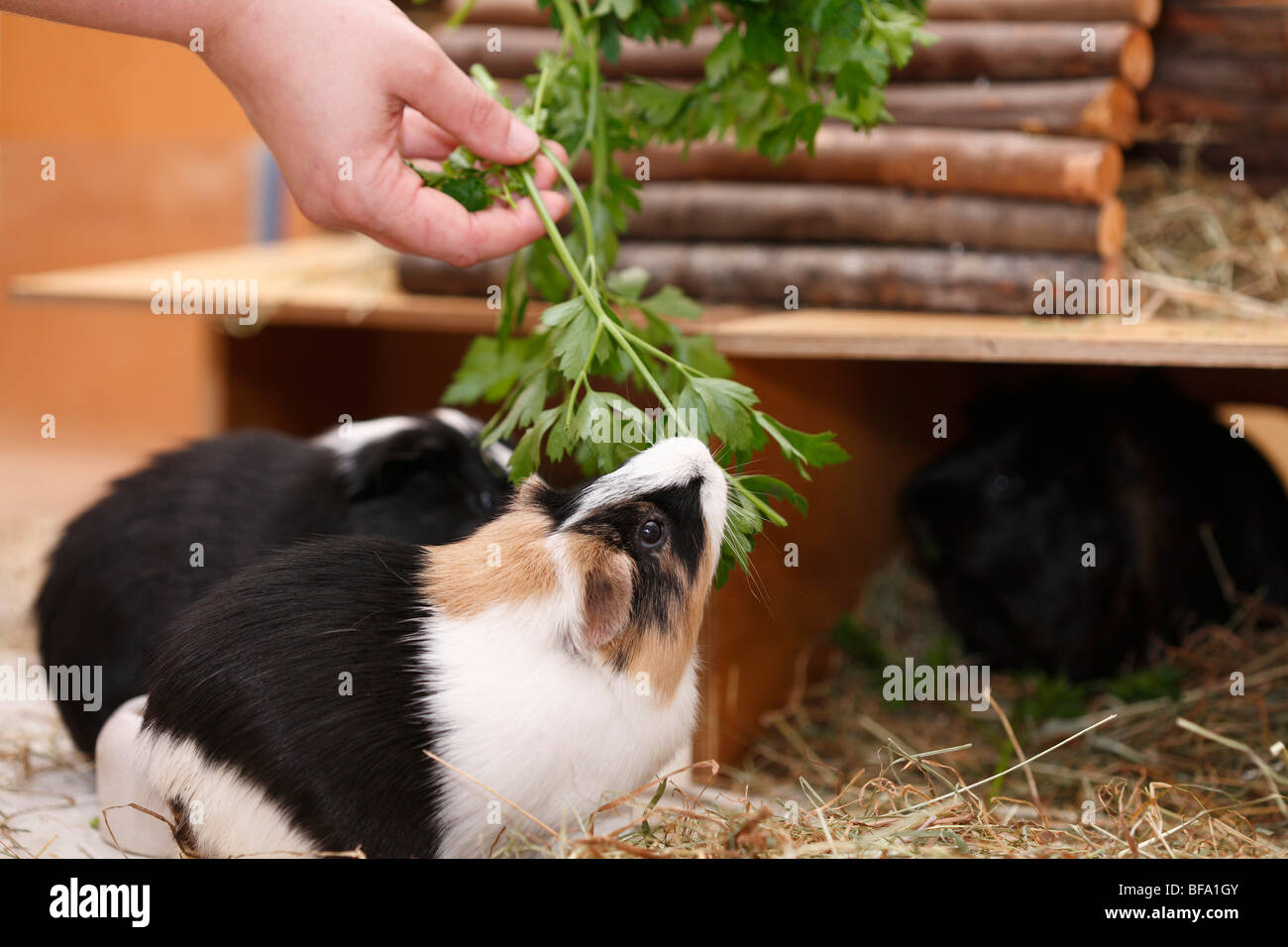 cavy, guinea pig (Cavia spec.), in cage, feeding on parsley Stock Photo