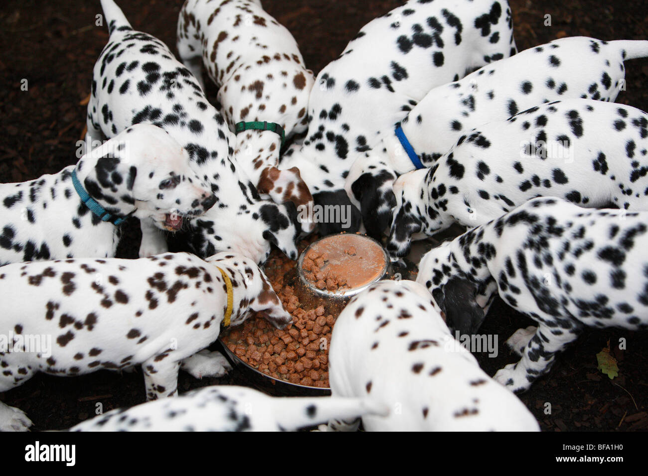 Dalmatian (Canis lupus f. familiaris), puppies around a feeding dish, Germany Stock Photo