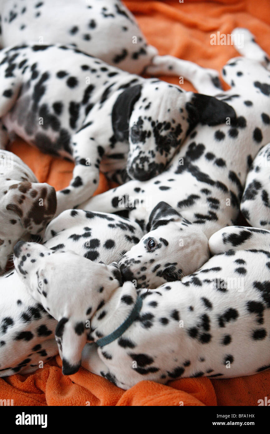 Dalmatian (Canis lupus f. familiaris), puppies lying on a blanket sleeping Stock Photo