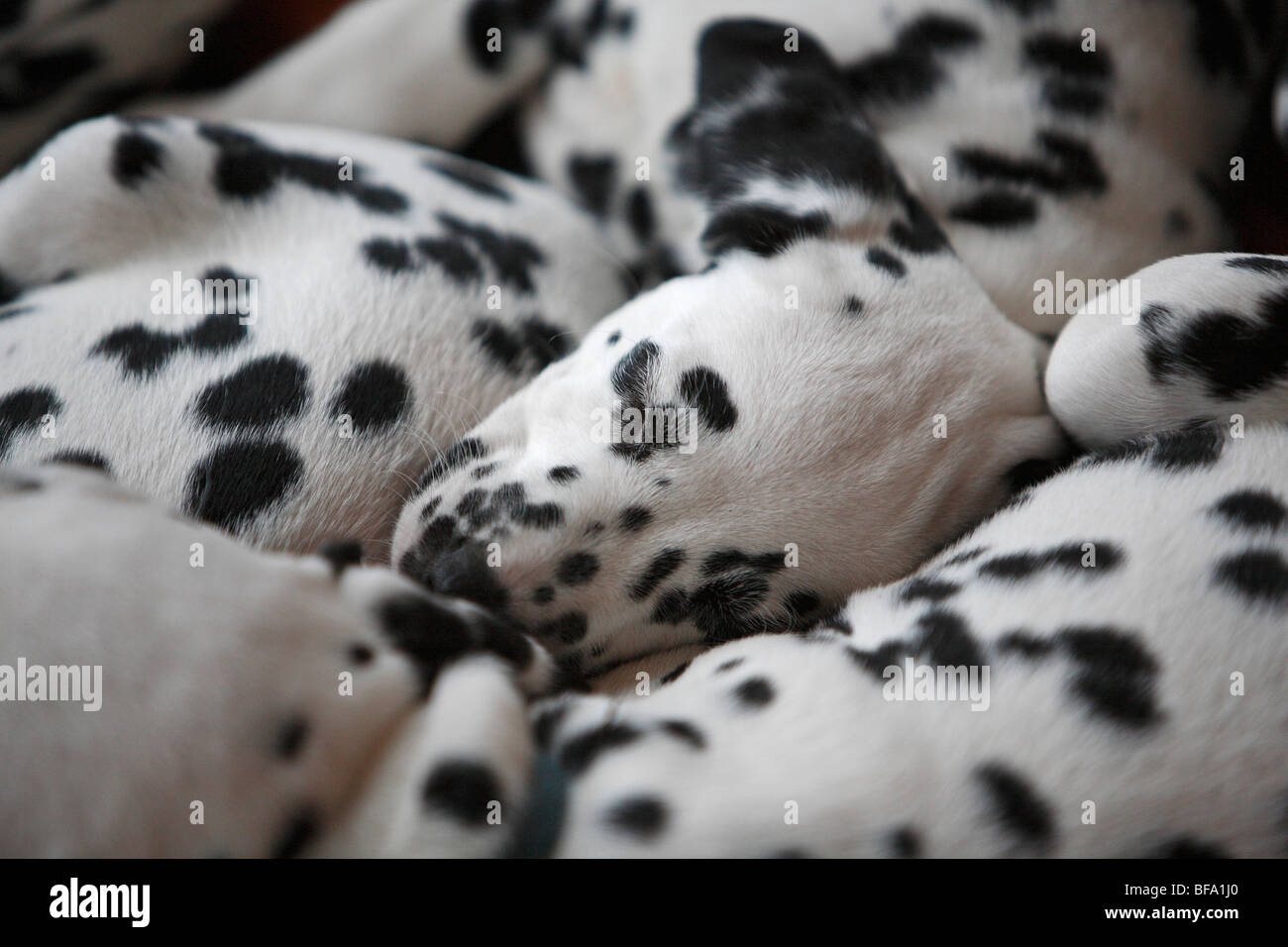 Dalmatian (Canis lupus f. familiaris), several puppies sleeping Stock Photo