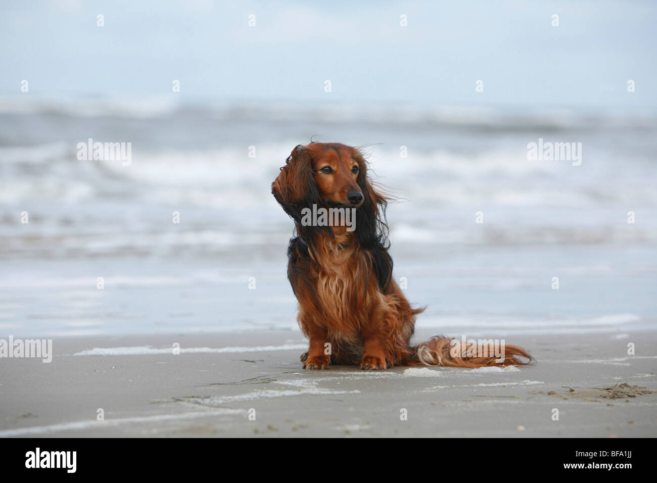 Dwarf sausage dog sitting on the beach hires stock photography and