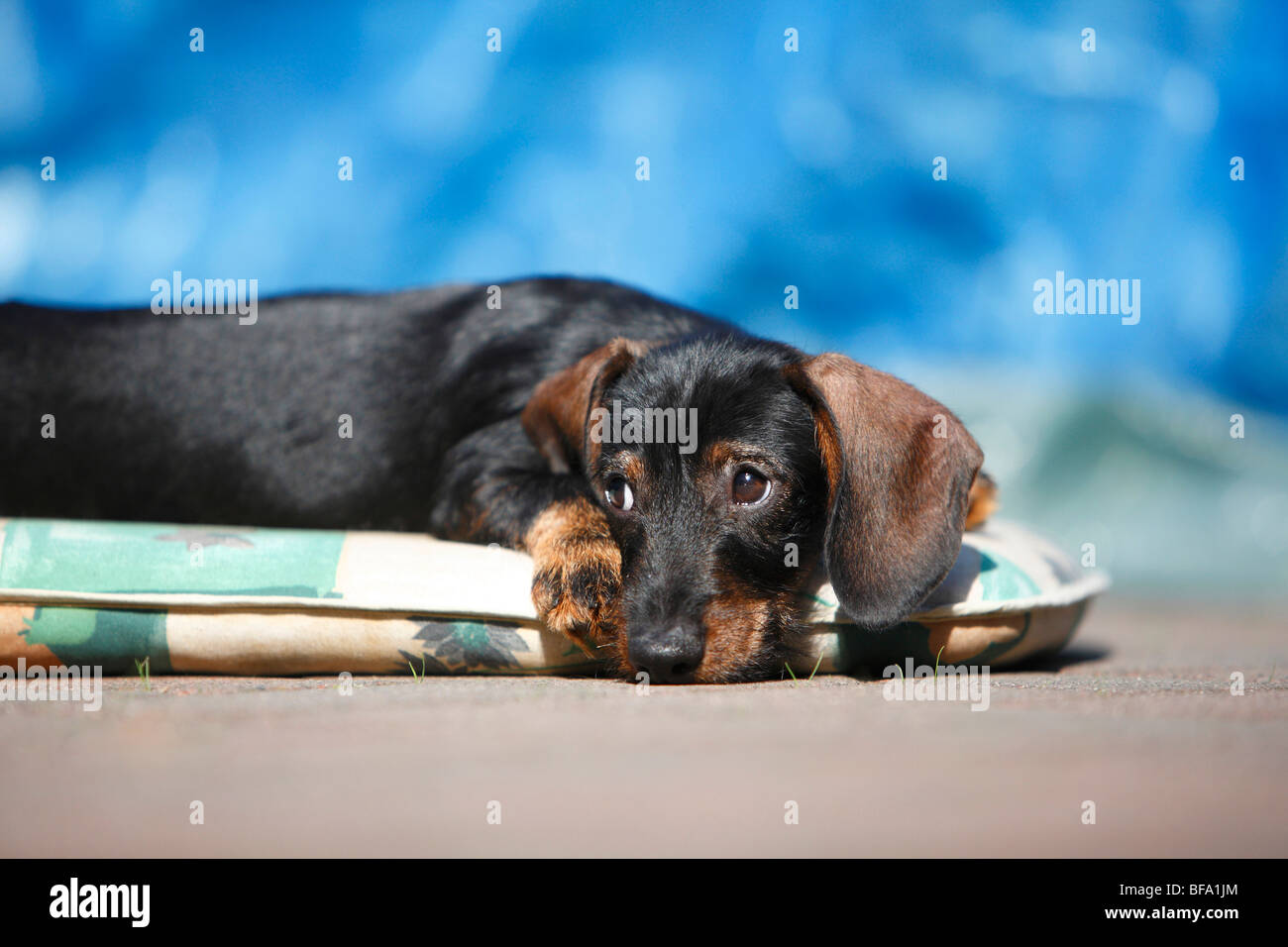 Wire-haired Dachshund, Wire-haired sausage dog, domestic dog (Canis lupus f. familiaris), puppy lying on a pillow looking guilt Stock Photo