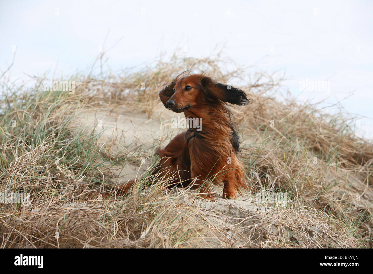 Dachshund, sausage dog, domestic dog (Canis lupus f. familiaris), dwarf