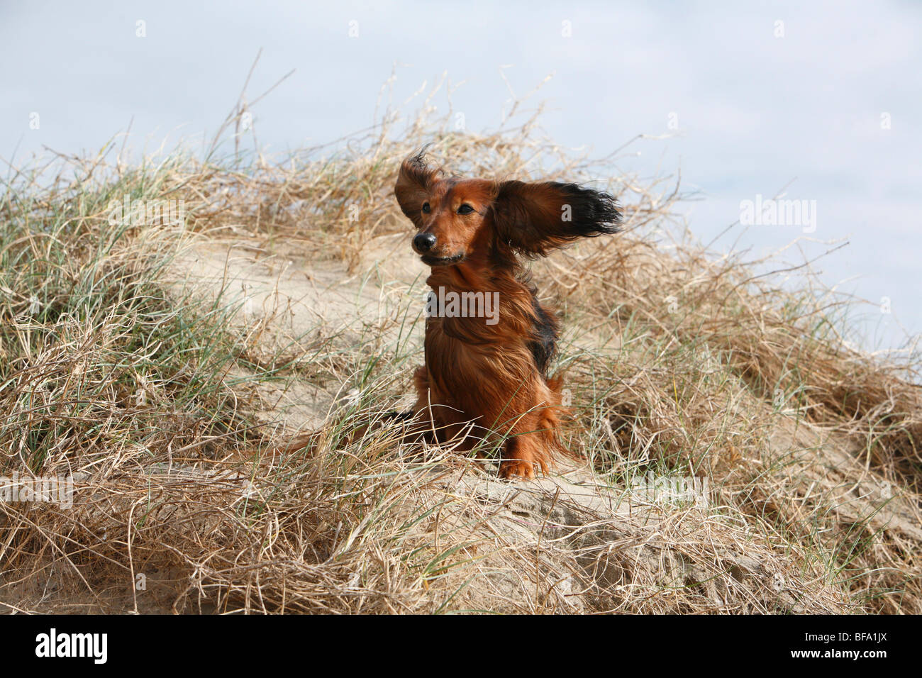 Dachshund, sausage dog, domestic dog (Canis lupus f. familiaris), dwarf