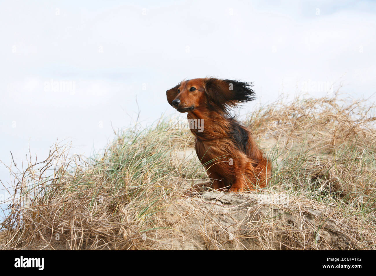 Dachshund, sausage dog, domestic dog (Canis lupus f. familiaris), dwarf