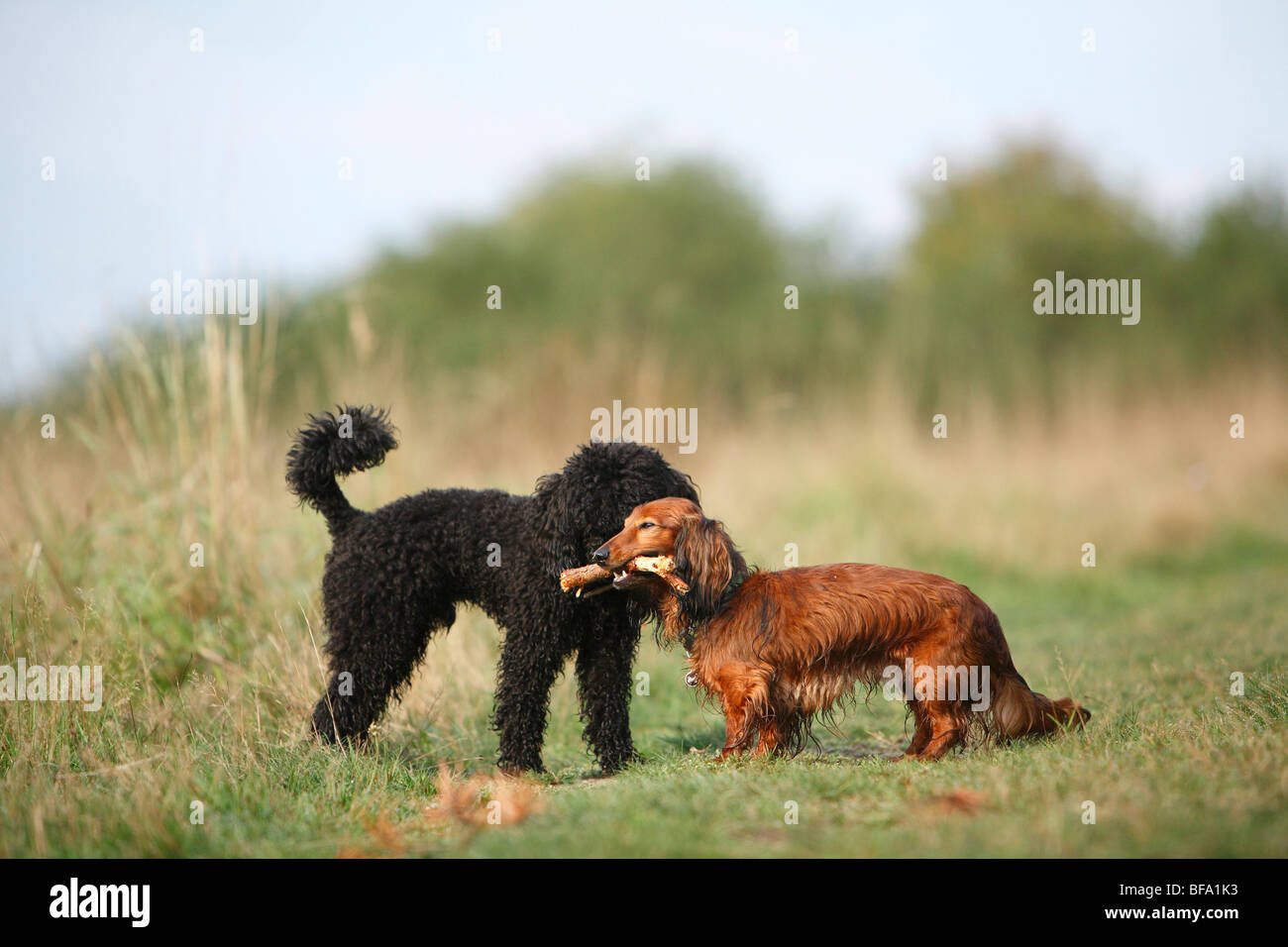 Miniature Poodle (Canis lupus f. familiaris), black mal dog trying to get a stick of a Wire-haired sausage dog Stock Photo