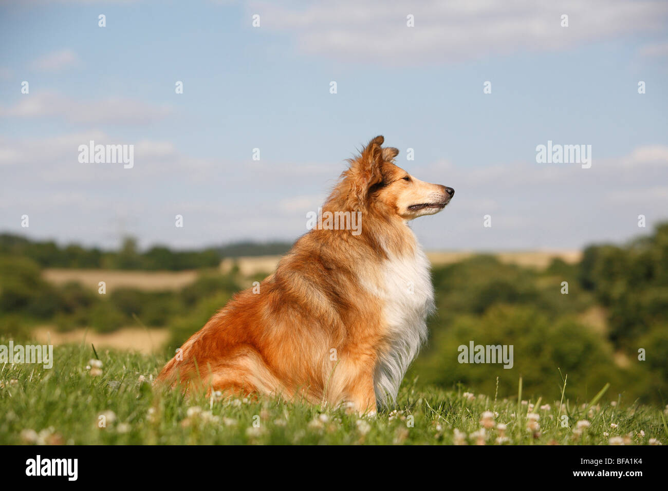 Shetland Sheepdog (Canis lupus f. familiaris), sitting in a meadow, Germany Stock Photo