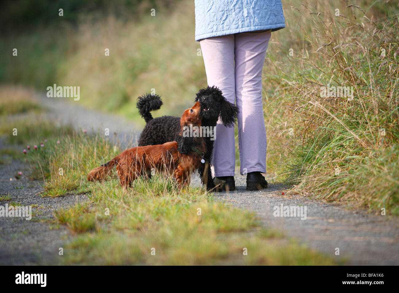 Miniature Poodle (Canis lupus f. familiaris), black male dog rumping with a male Wire-haired sausage dog, Germany Stock Photo