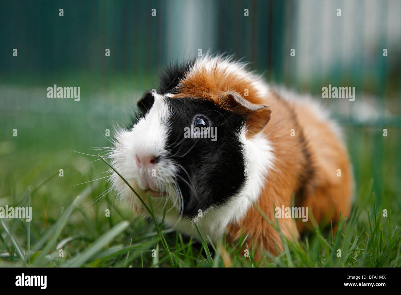 Abyssinian Guinea pig (Cavia aperea f. porcellus), sitting in the grass Stock Photo