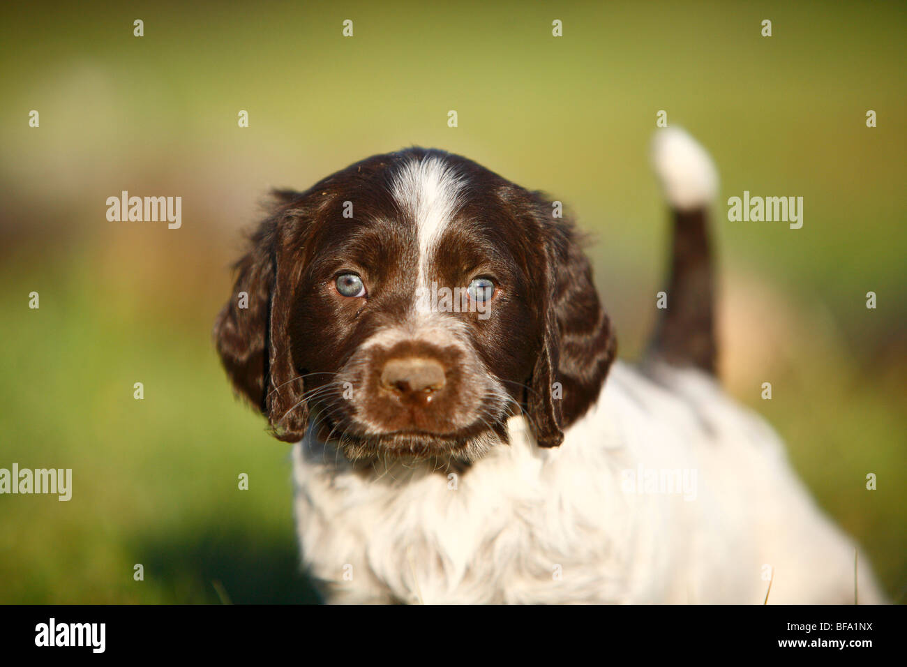 German Spaniel (Canis lupus f. familiaris), puppy Stock Photo