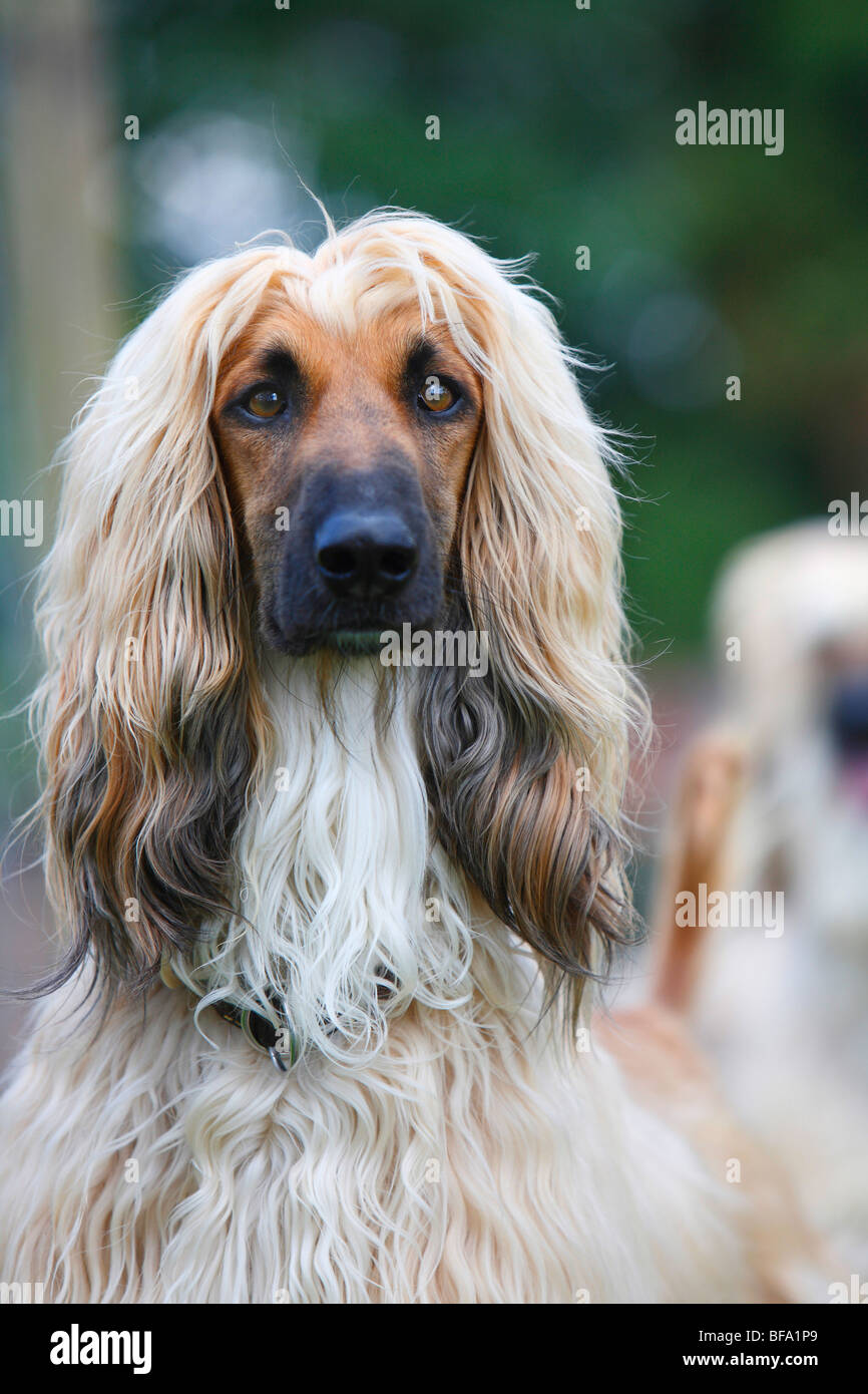 Afghanistan Hound, Afghan Hound (Canis lupus f. familiaris), portrait of a female Stock Photo