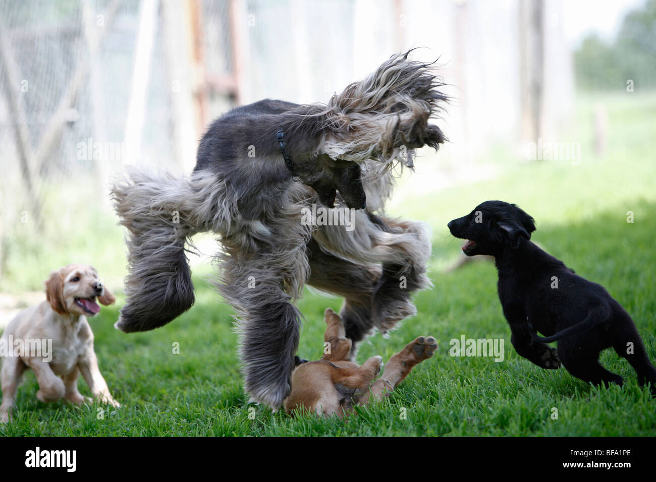Afghanistan Hound, Afghan Hound (Canis lupus f. familiaris), puppies romping with their mother Stock Photo