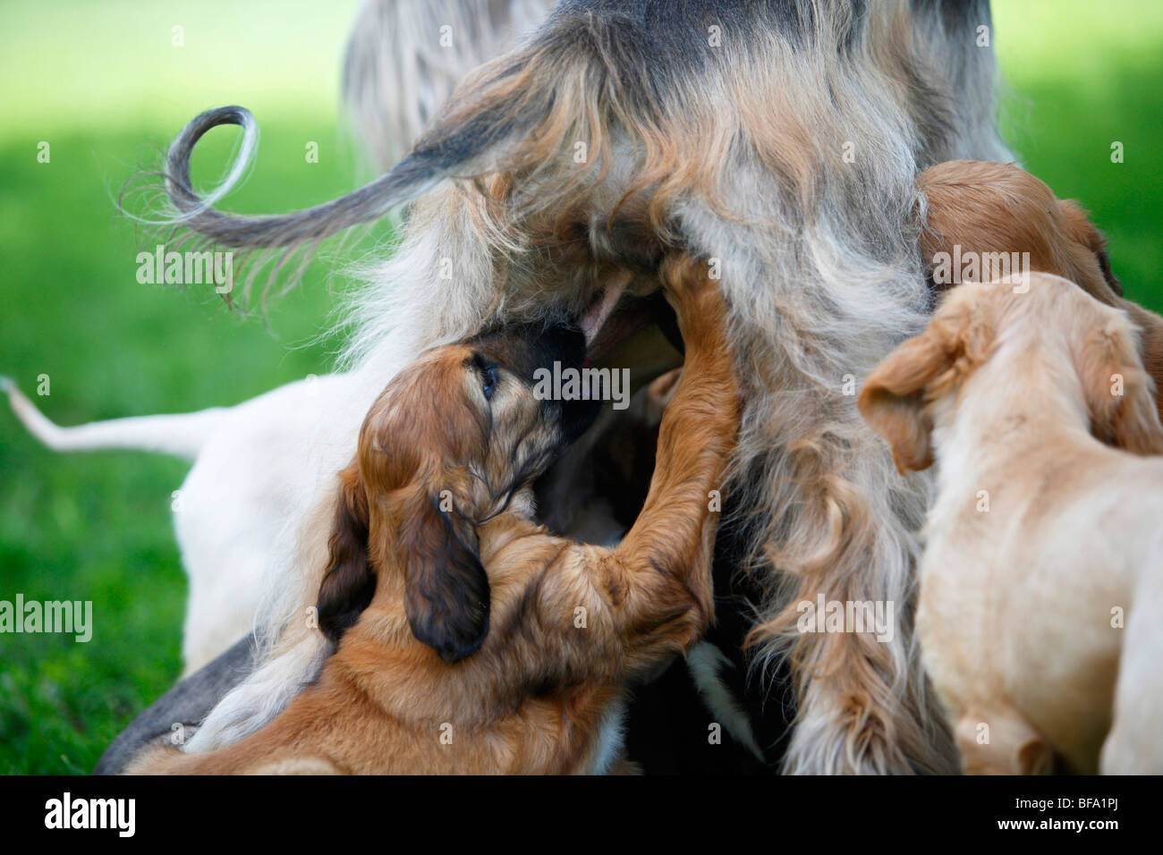 Afghanistan Hound, Afghan Hound (Canis lupus f. familiaris), mother suckeling five puppies, Germany Stock Photo