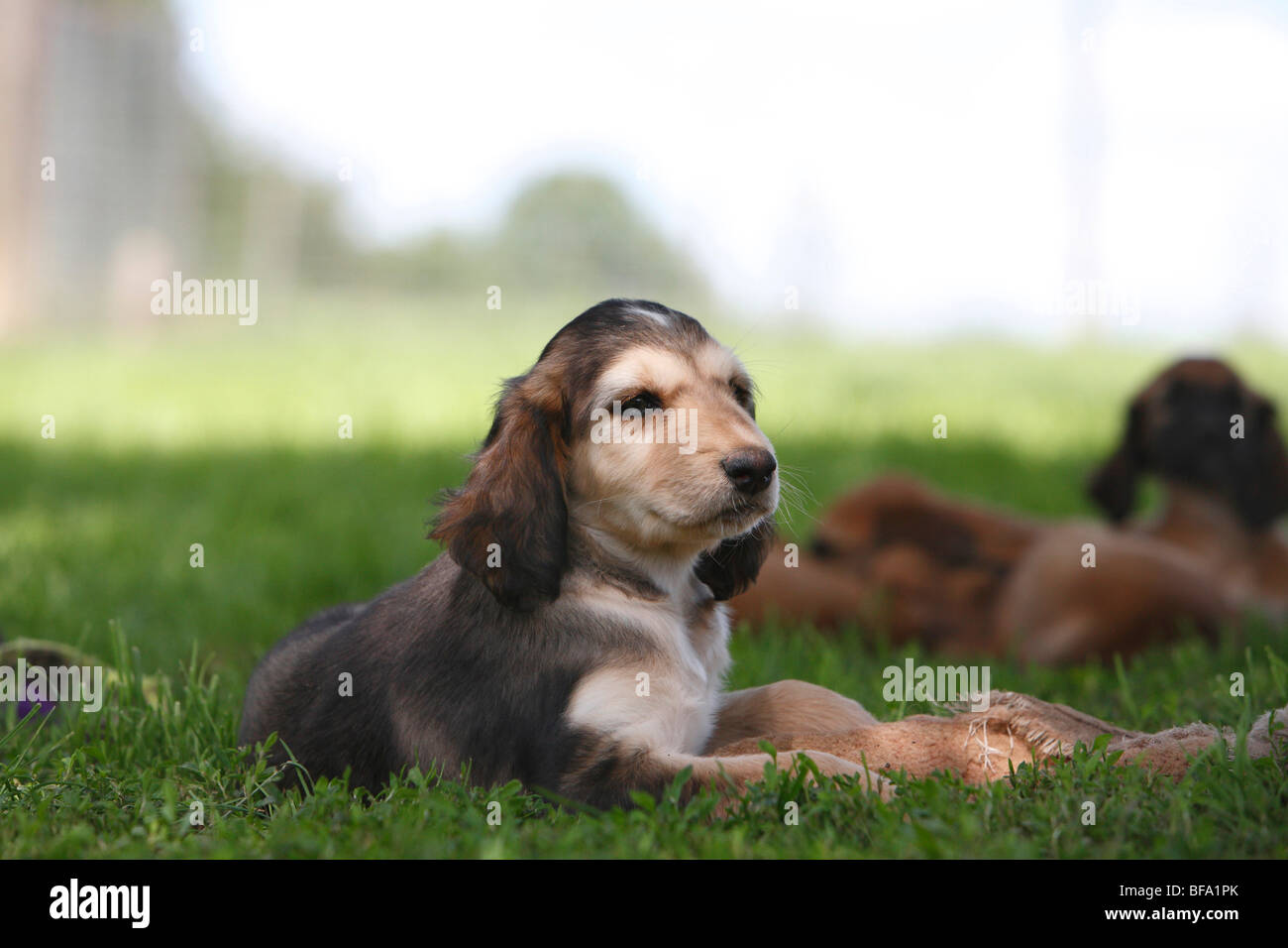 Afghanistan Hound, Afghan Hound (Canis lupus f. familiaris), puppy lying in grass in the shadow, Germany Stock Photo