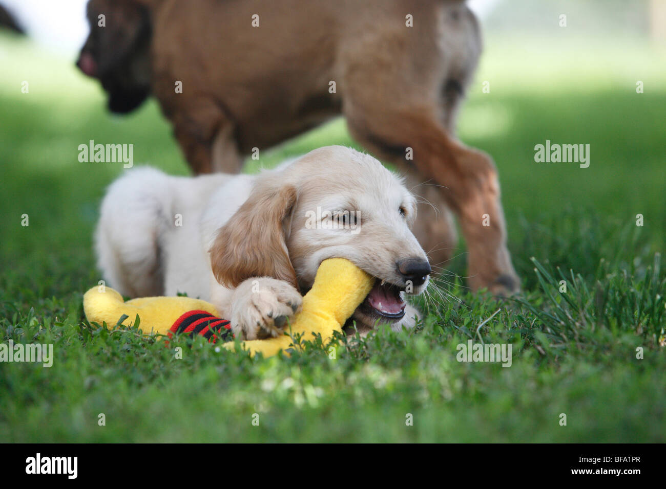Afghanistan Hound, Afghan Hound (Canis lupus f. familiaris), puppy with a toy, Germany Stock Photo