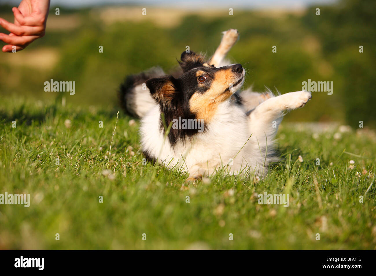 Happy shetland sheepdog hi-res stock photography and images - Alamy